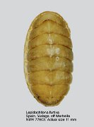 Lepidochitona furtiva
